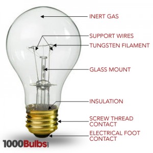 bulbs-anatomy-4-300x300